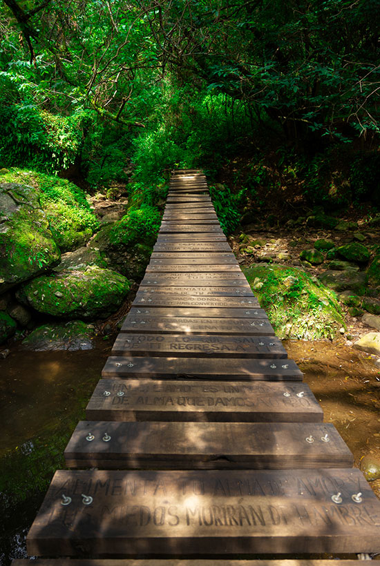 The Healing Way of Nature. Urban life Giving you Stress Overload? Try a Prescription to Forest Bathing - Photo 2